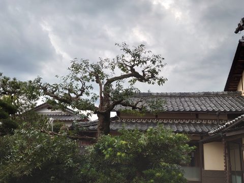 庭の樫の木を剪定 京都移住生活 健一番